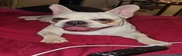French Bulldog dogs for sale: Sky 🌌🐾 - Ad 3