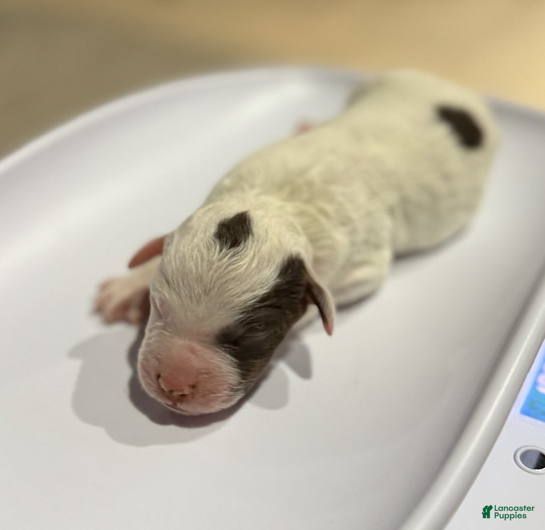 Lagotto Romagnolo dogs for sale: Lagotto Romagnolo Puppy 6 - Ad 1