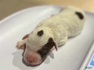 Lagotto Romagnolo dogs Lagotto Romagnolo Puppy 6 - Ad 9