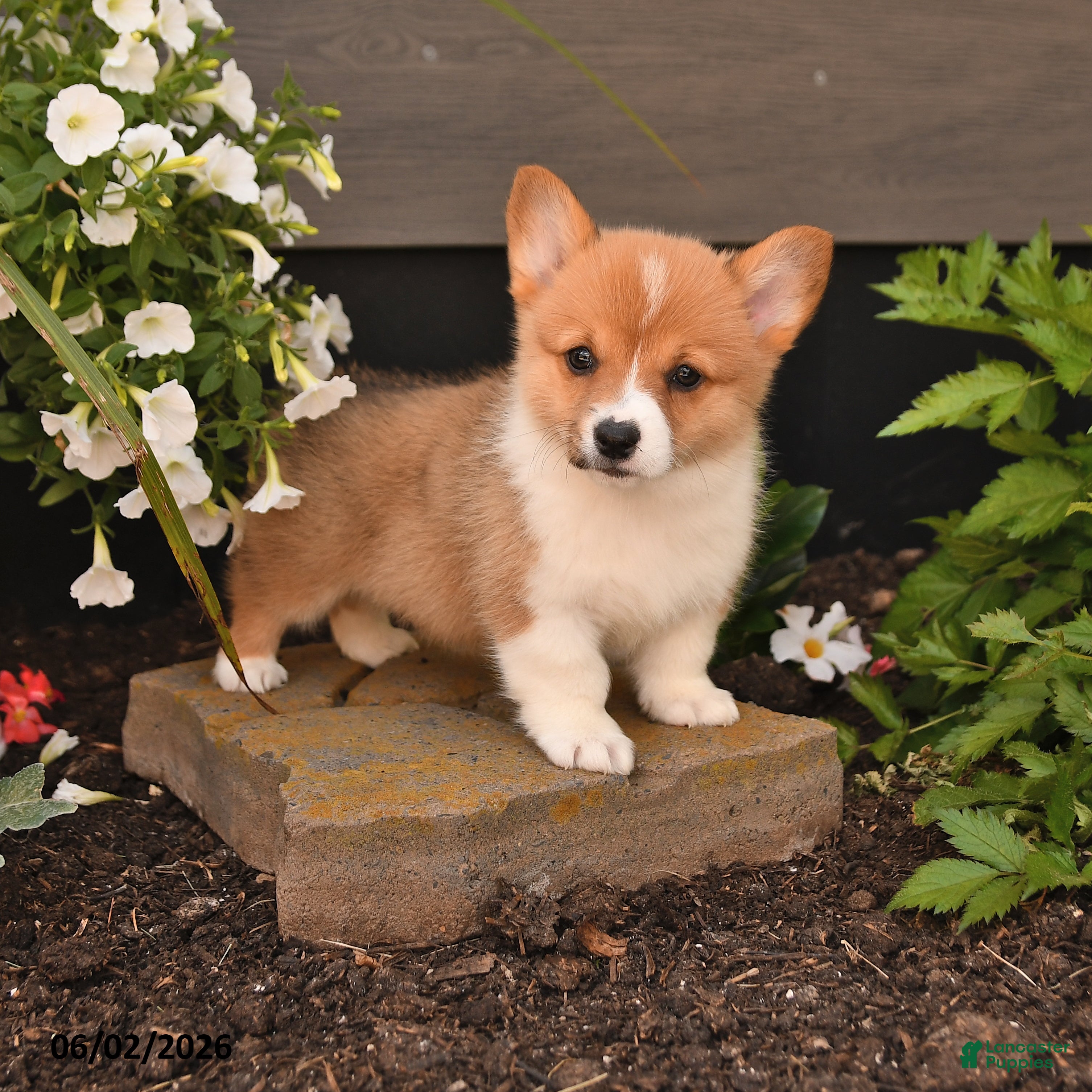 Welsh Corgi Pembroke dogs for sale: Blossem - Ad 1