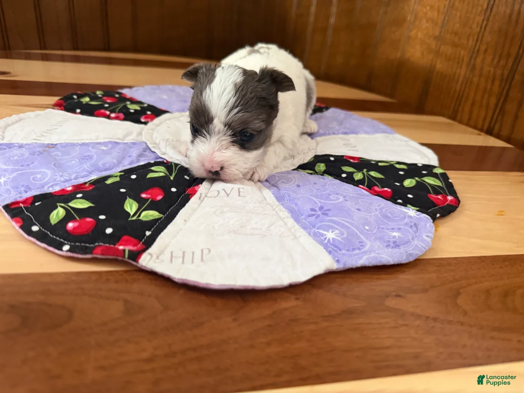 Yorkshire Terrier dogs for sale: Yorkshire Terrier Puppy 3 - Ad 4