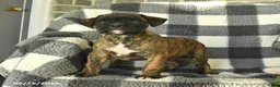 Boxer dogs for sale: Penny - Ad 3