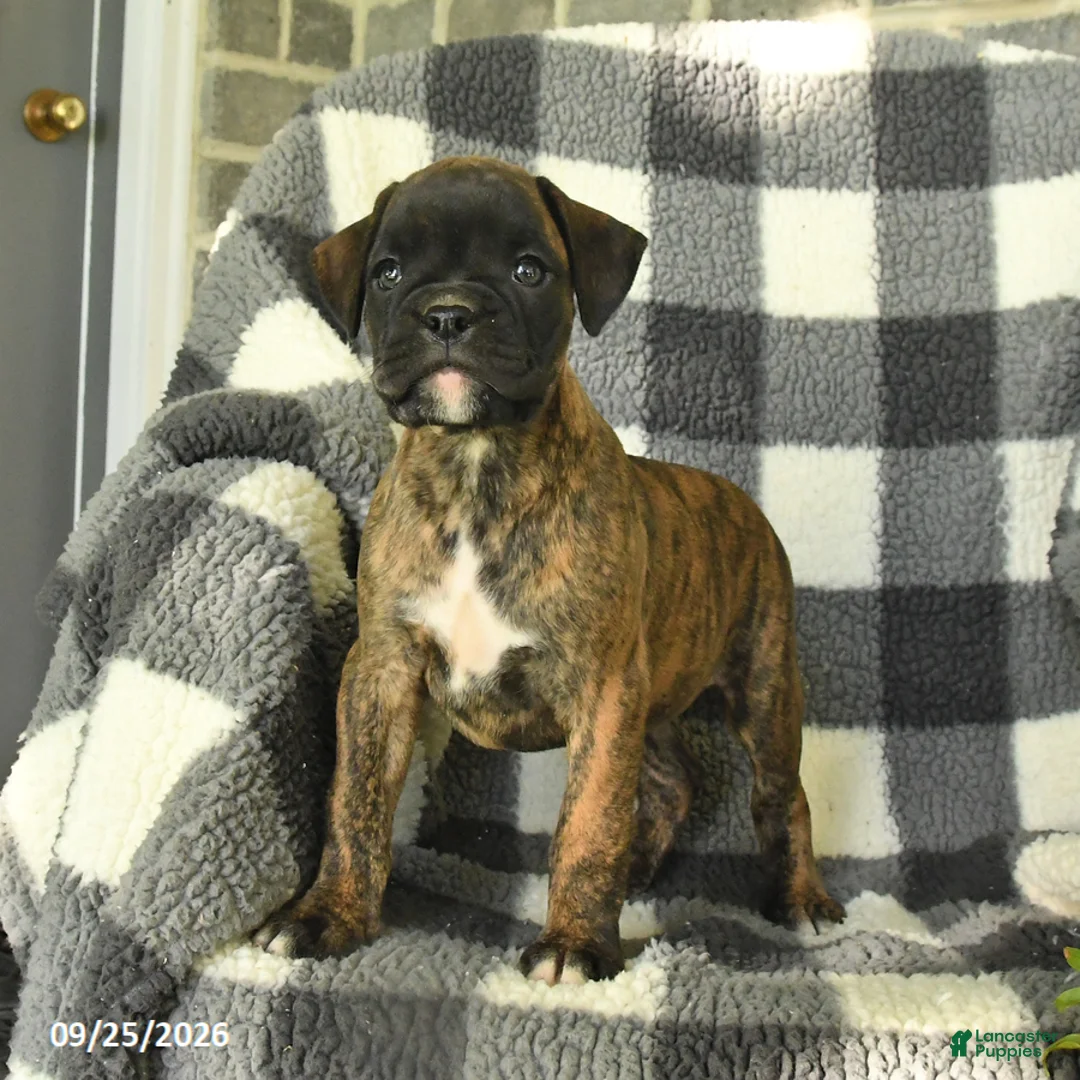 Boxer dogs for sale: Penny - Ad 3