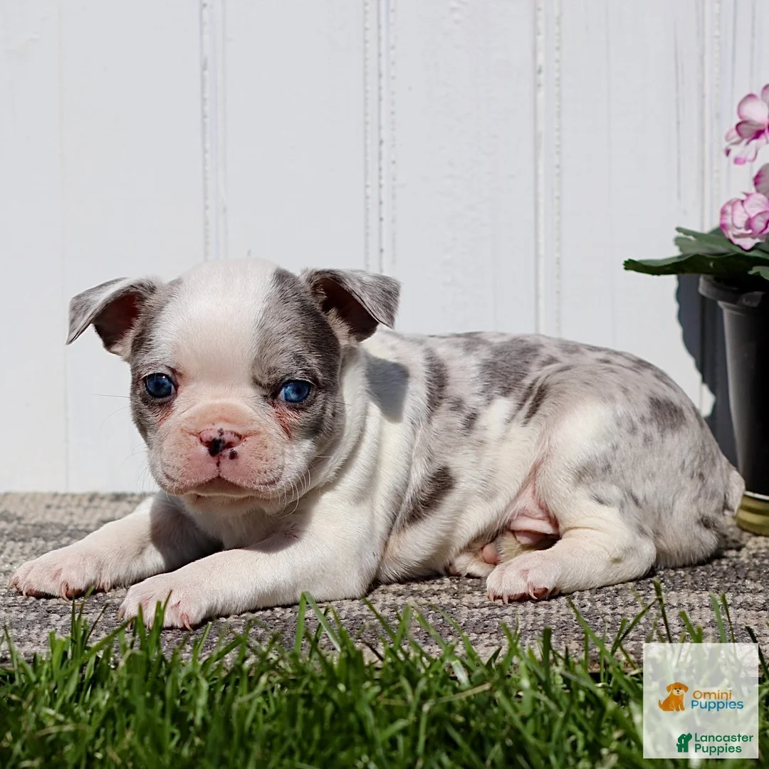 Boston Terrier dogs for sale: Max - Ad 1