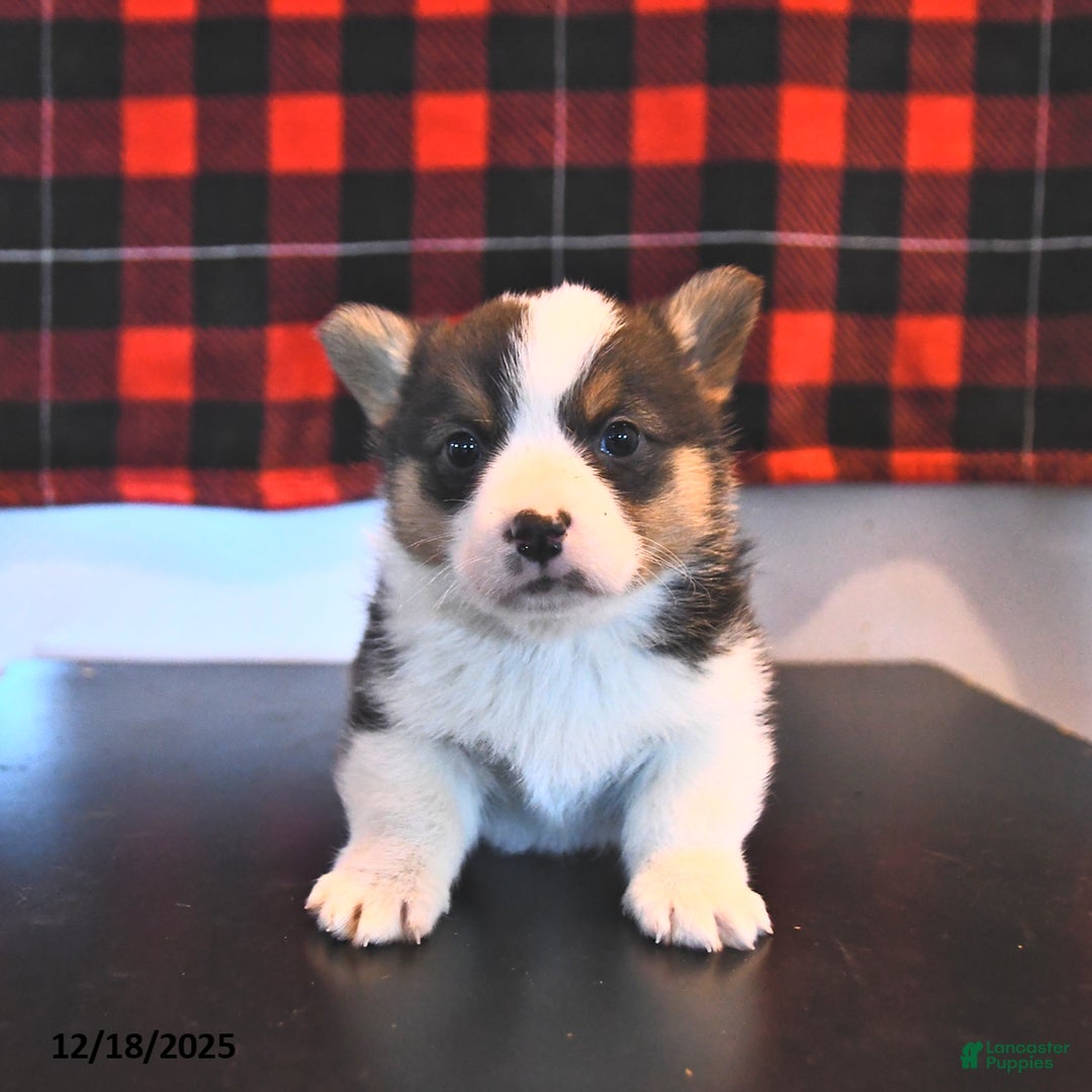 Welsh Corgi Pembroke dogs for sale: Grant  - Ad 3