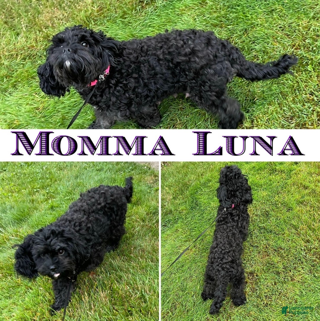 Cavapoo dogs for sale: BOLT - Ad 5