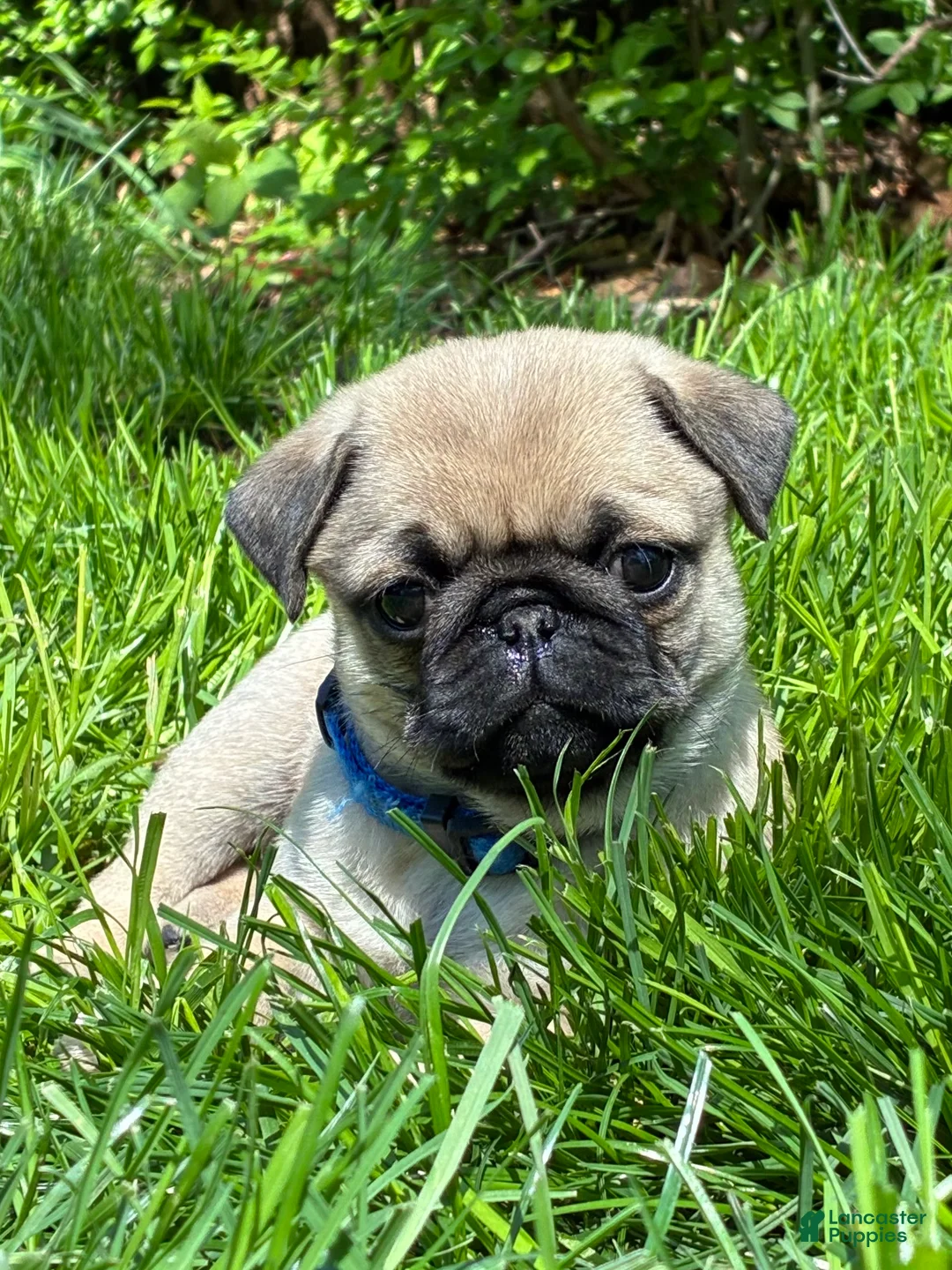 Pug dogs for sale: Toby - Ad 2