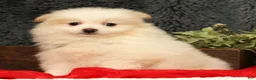Pomeranian dogs for sale: Chief - Ad 6