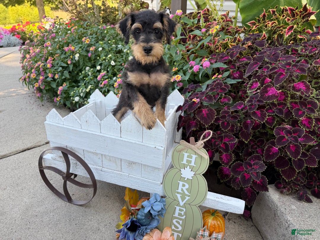 Schnoodle dogs for sale: Isaiah - Ad 14