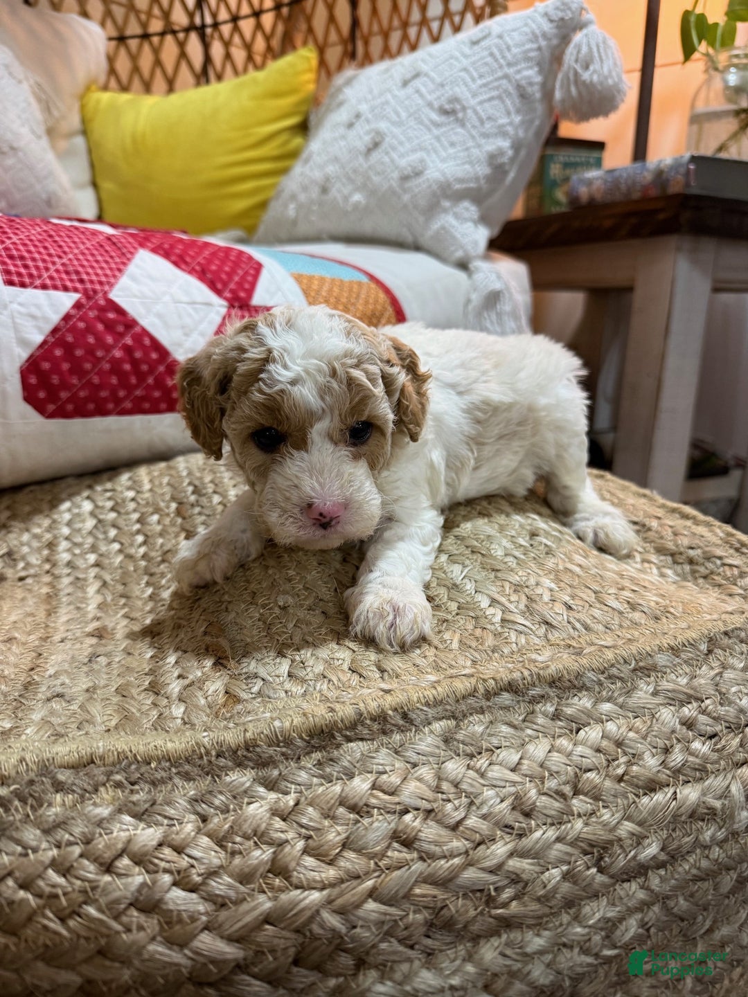 Cavapoo dogs for sale: Cooper - Ad 4