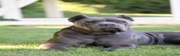 Cane Corso dogs for sale: Xena - Ad 5