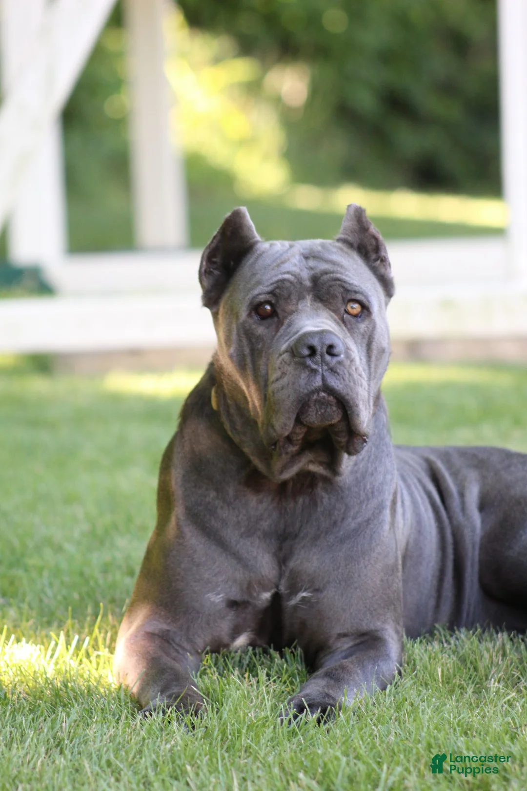 Cane Corso dogs for sale: Xena - Ad 5