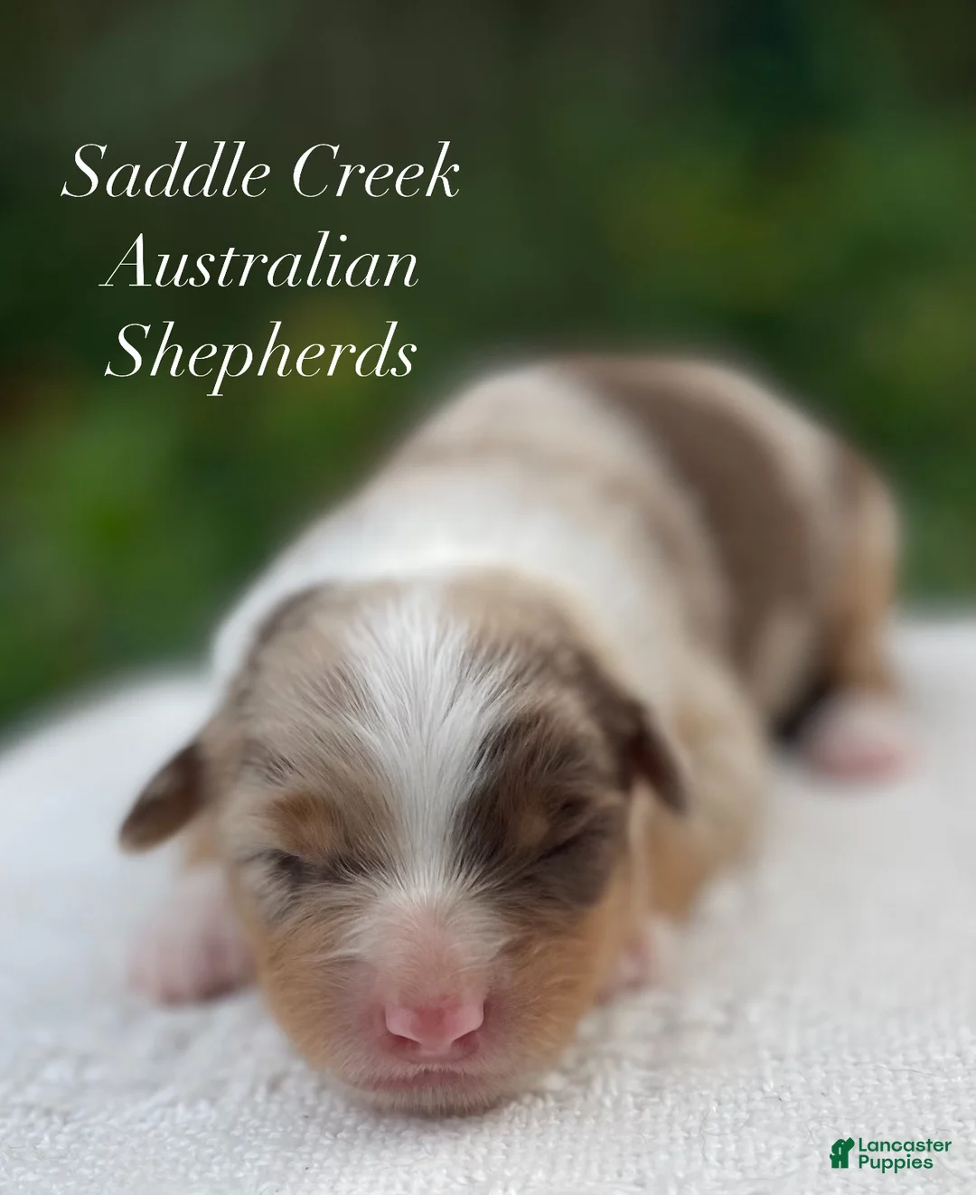 Australian Shepherd dogs for sale: Australian Shepherd 4 - Ad 5