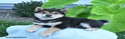 Shiba Inu dogs for sale: Freddi - Ad 3