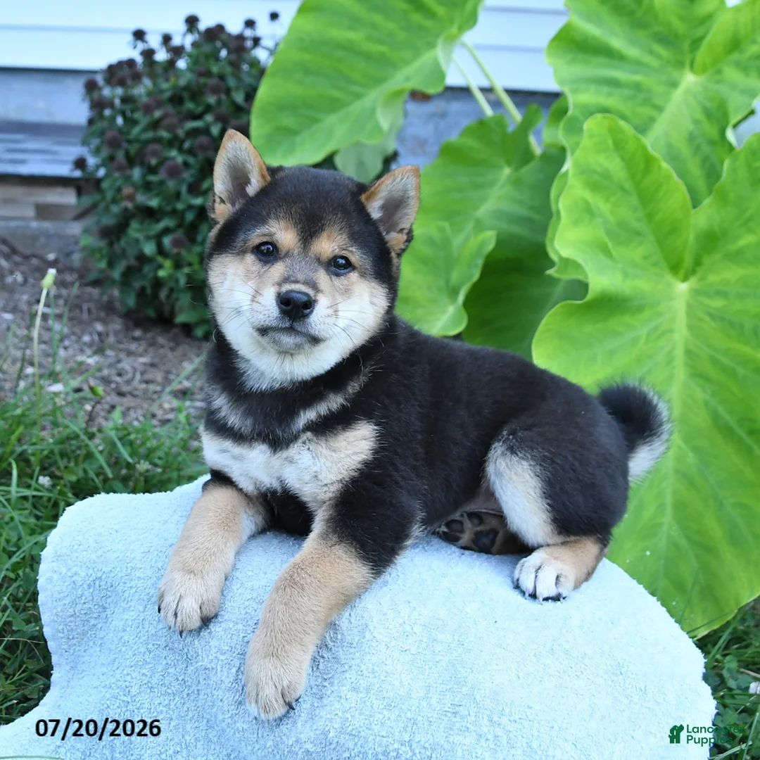 Shiba Inu dogs for sale: Freddi - Ad 3