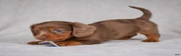 Miniature Dachshund dogs for sale: AKC Rose - Ad 7