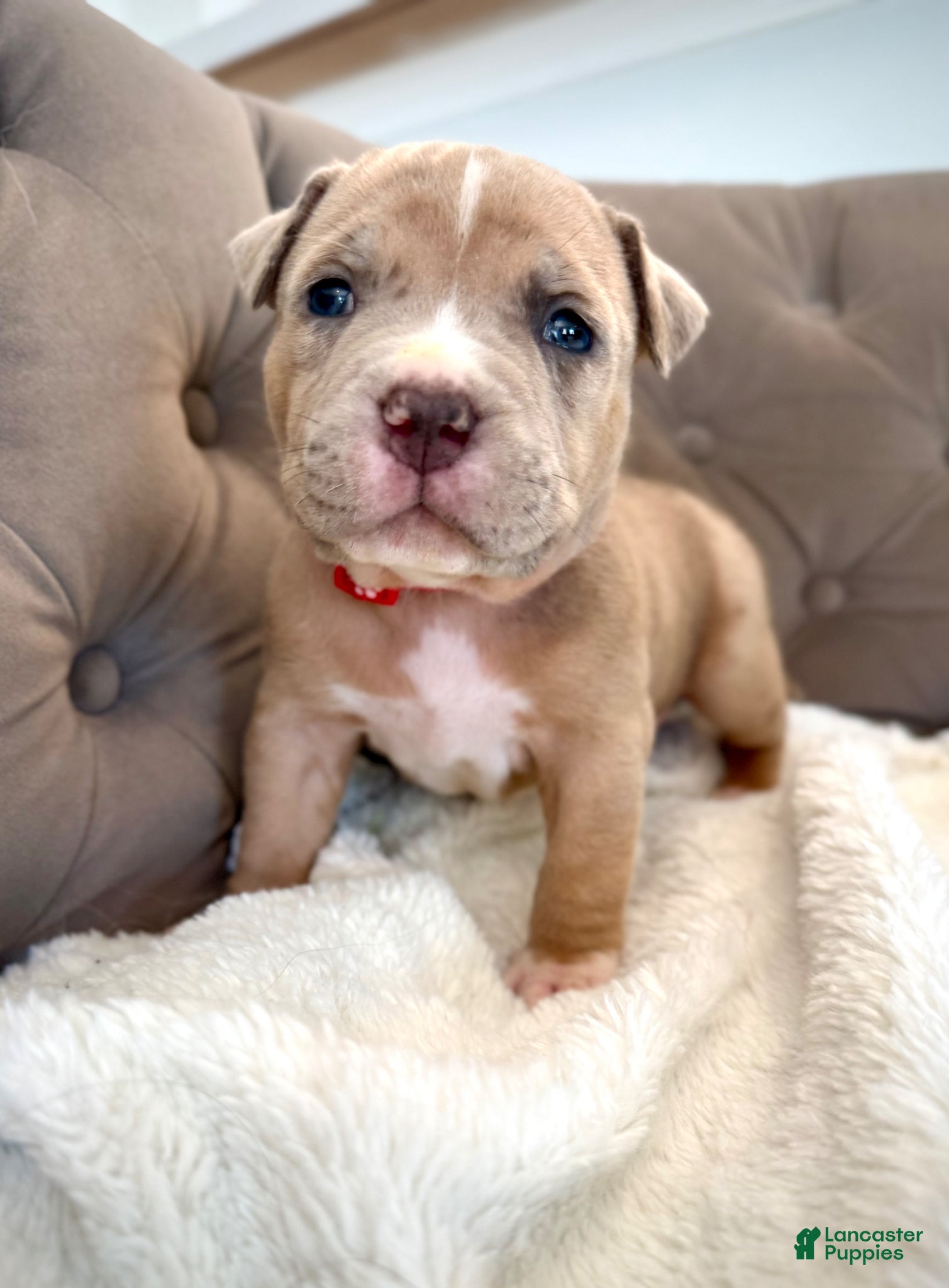 American Bully dogs Rex - XL American Bully Puppy  - Ad 38