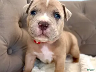 American Bully dogs Rex - XL American Bully Puppy - Ad 42