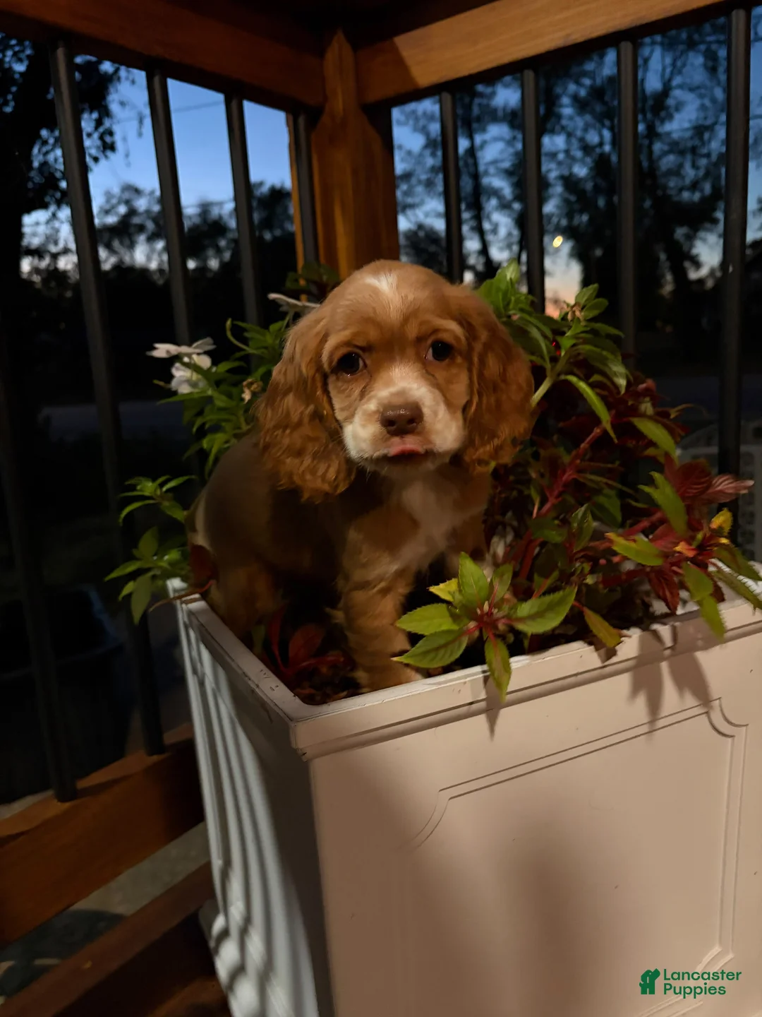 Cocker Spaniel dogs for sale: 🩵👑✨ Cinderella ✨👑🩵 - Ad 1