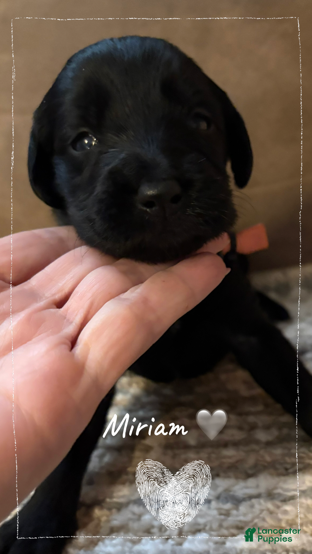 Mixed Breed dogs for sale: Golden Labradoodle Puppy 7 Orange Collar - Ad 7