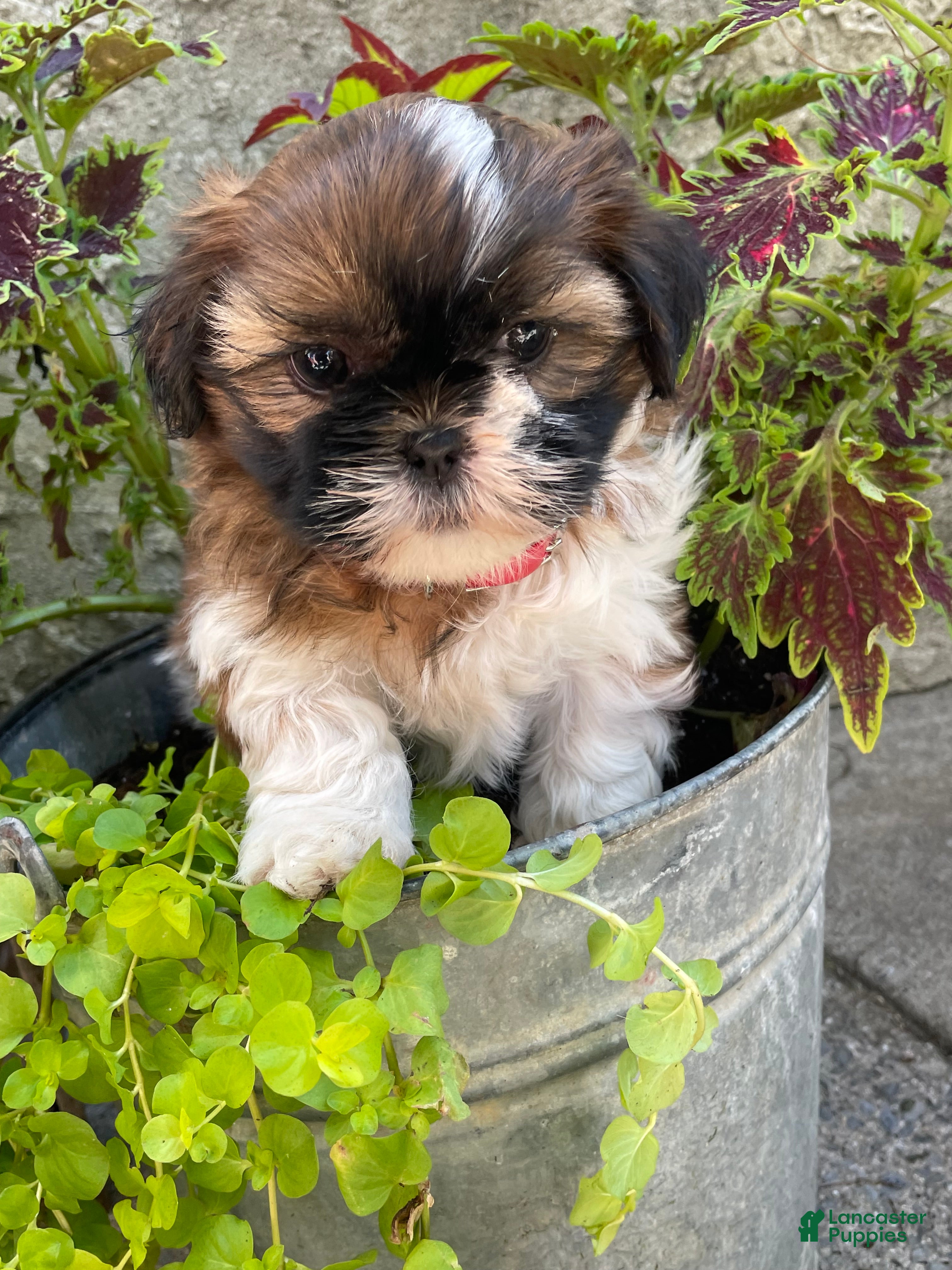 Shih Tzu dogs Comet - Ad 38