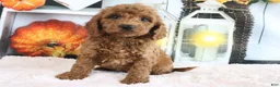 Mini Goldendoodle dogs for sale: Murphy - Ad 4