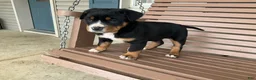 Greater Swiss Mountain Dog dogs for sale:  Jenny - Ad 3