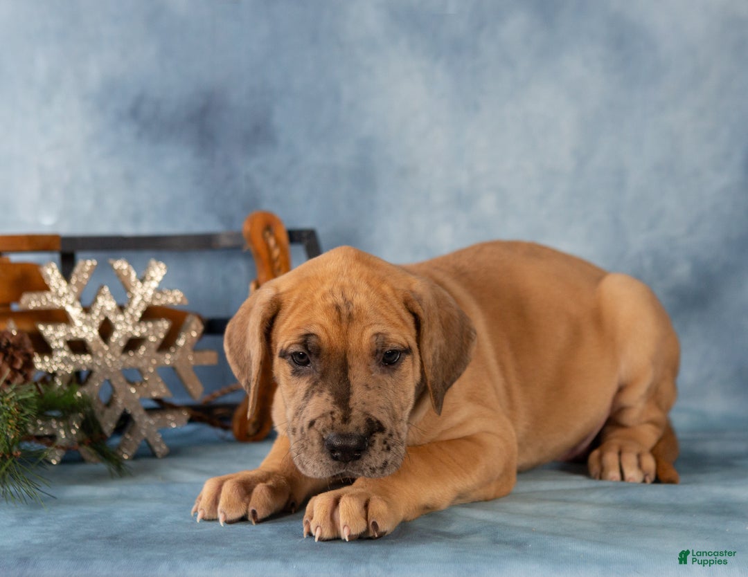 Great Dane dogs for sale: Dash - Ad 1