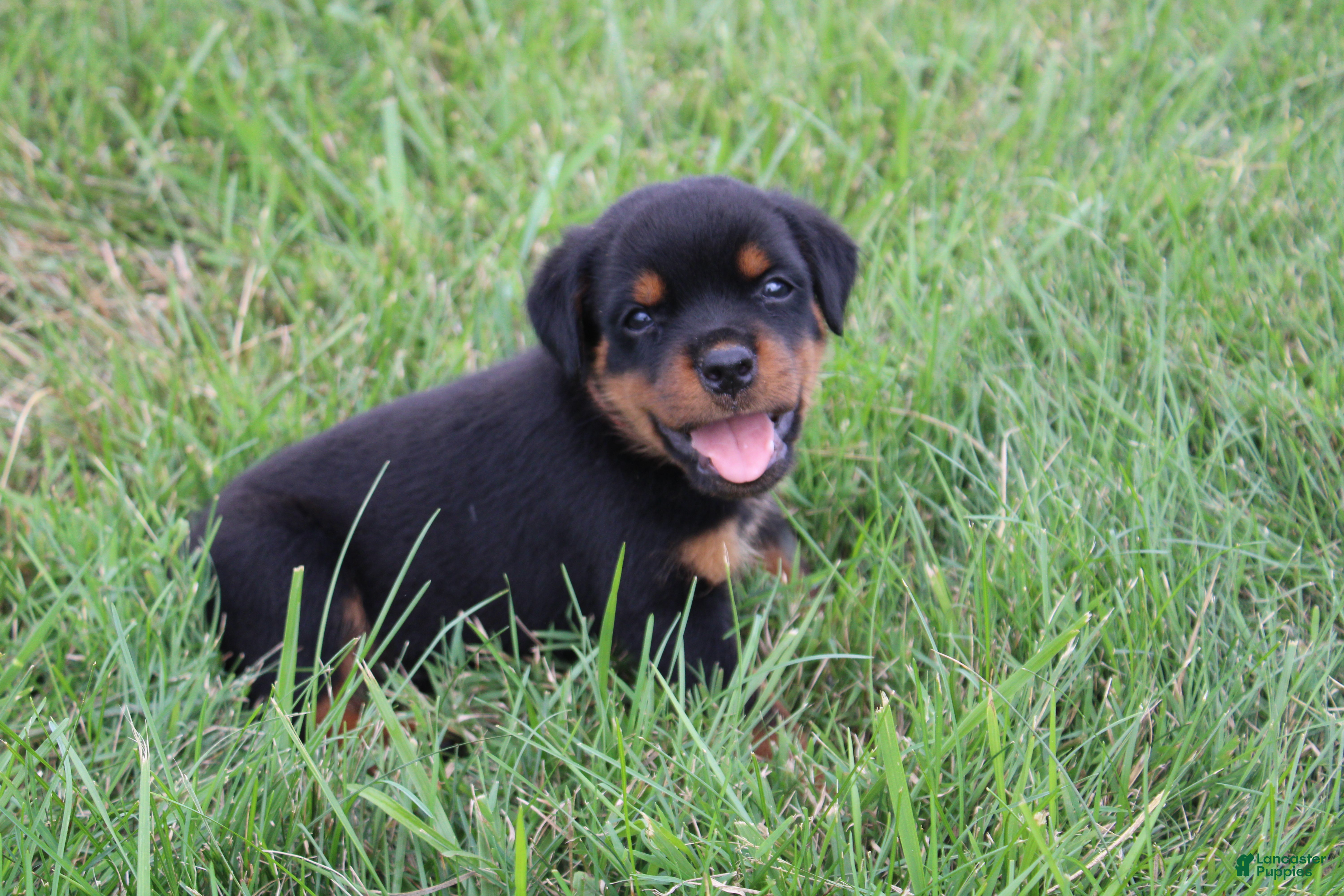 Rottweiler dogs Birkitt - Ad 2