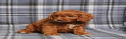 Cavapoo dogs for sale: BJ's Unicorn - Ad 4