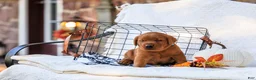 Labrador Retriever dogs for sale: Maverick - Ad 5