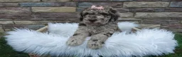 Newfypoo dogs for sale: Lacey - Ad 3