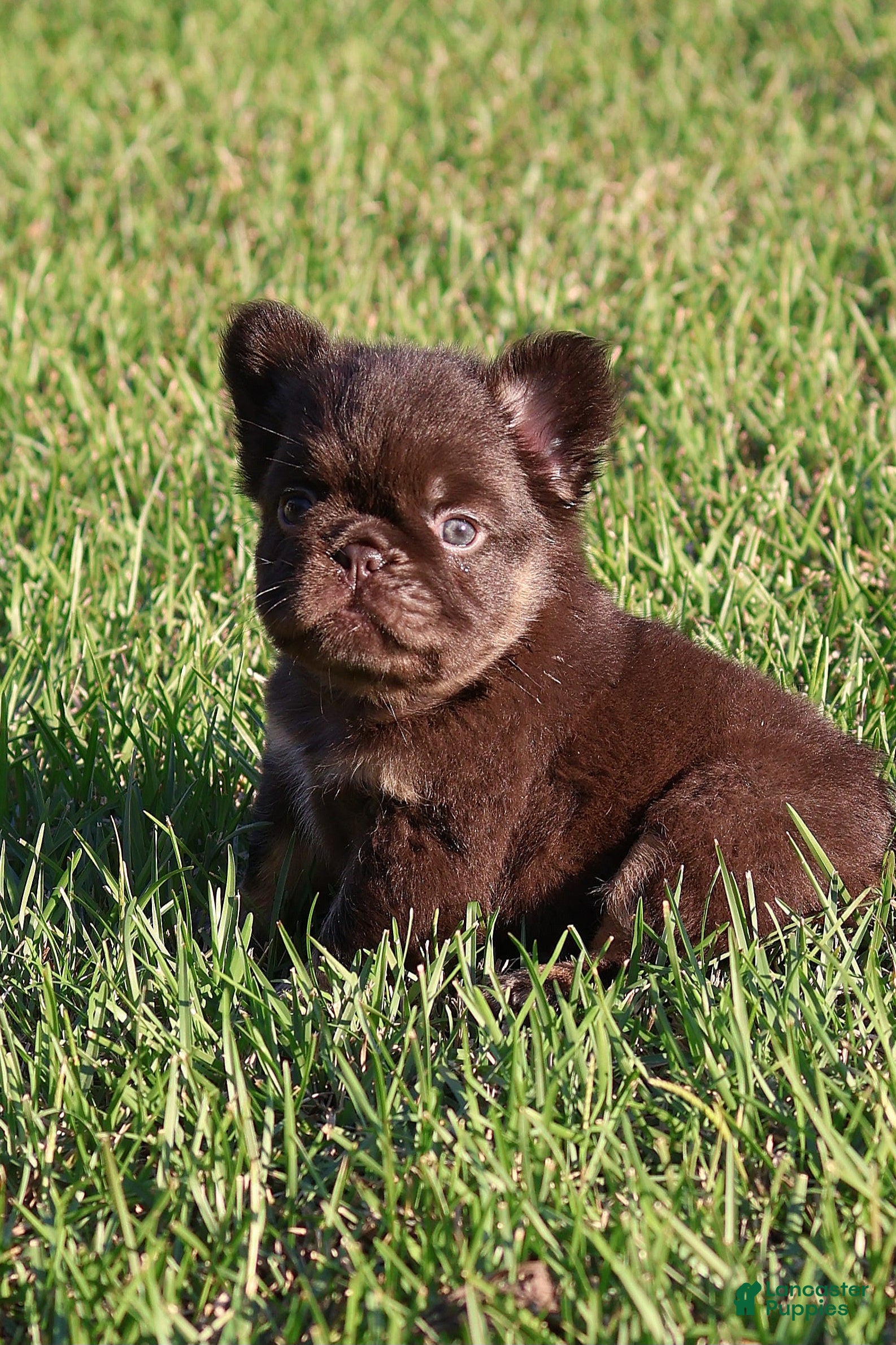 French Bulldog dogs Fluffy Nippet  - Ad 2
