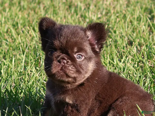 French Bulldog dogs for sale: Fluffy Nippet - Ad 2