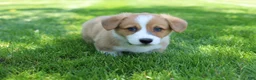 Welsh Corgi Pembroke dogs for sale: Milo  - Ad 3