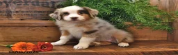 Australian Shepherd dogs for sale: Amber - Ad 3