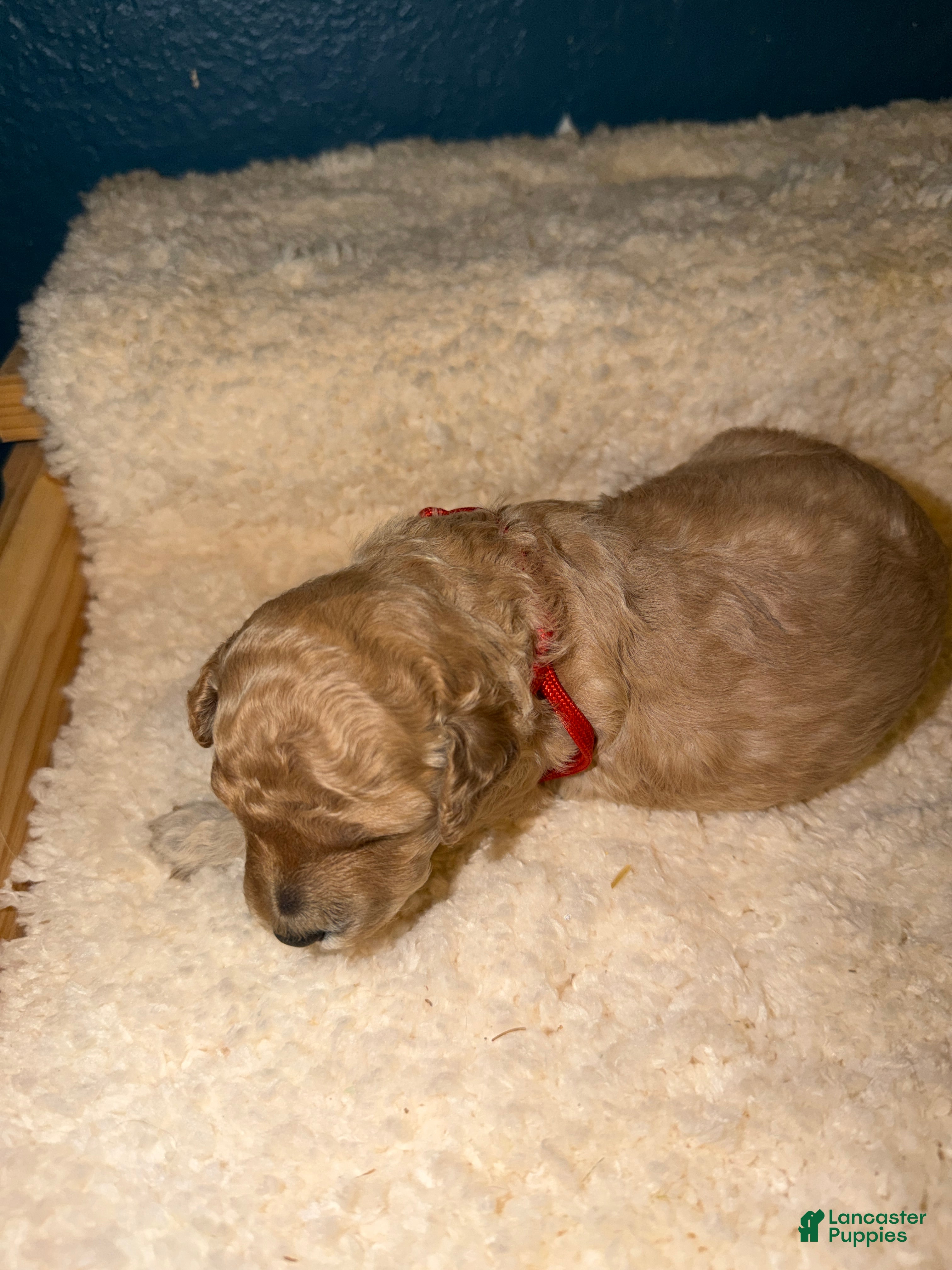 Miniature Poodle dogs AKC Female Miniature Poodle Kristina - Ad 2