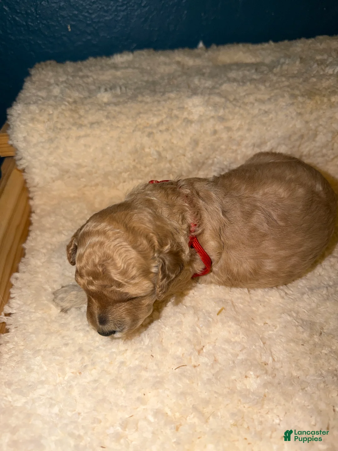 Miniature Poodle dogs for sale: AKC Female Miniature Poodle Kristina - Ad 1