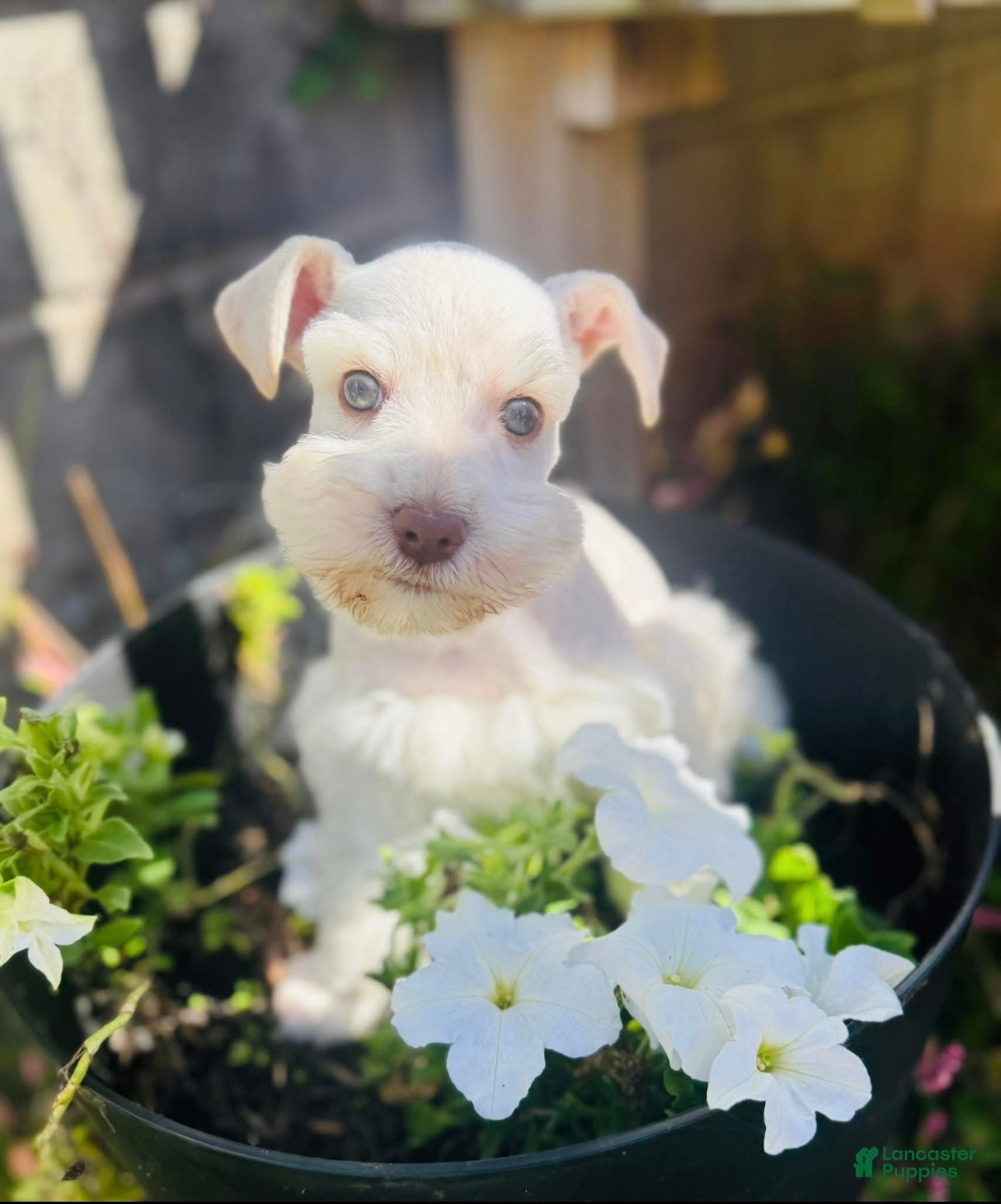 Miniature Schnauzer dogs Miniature Schnauzer Puppy 1 - Ad 42