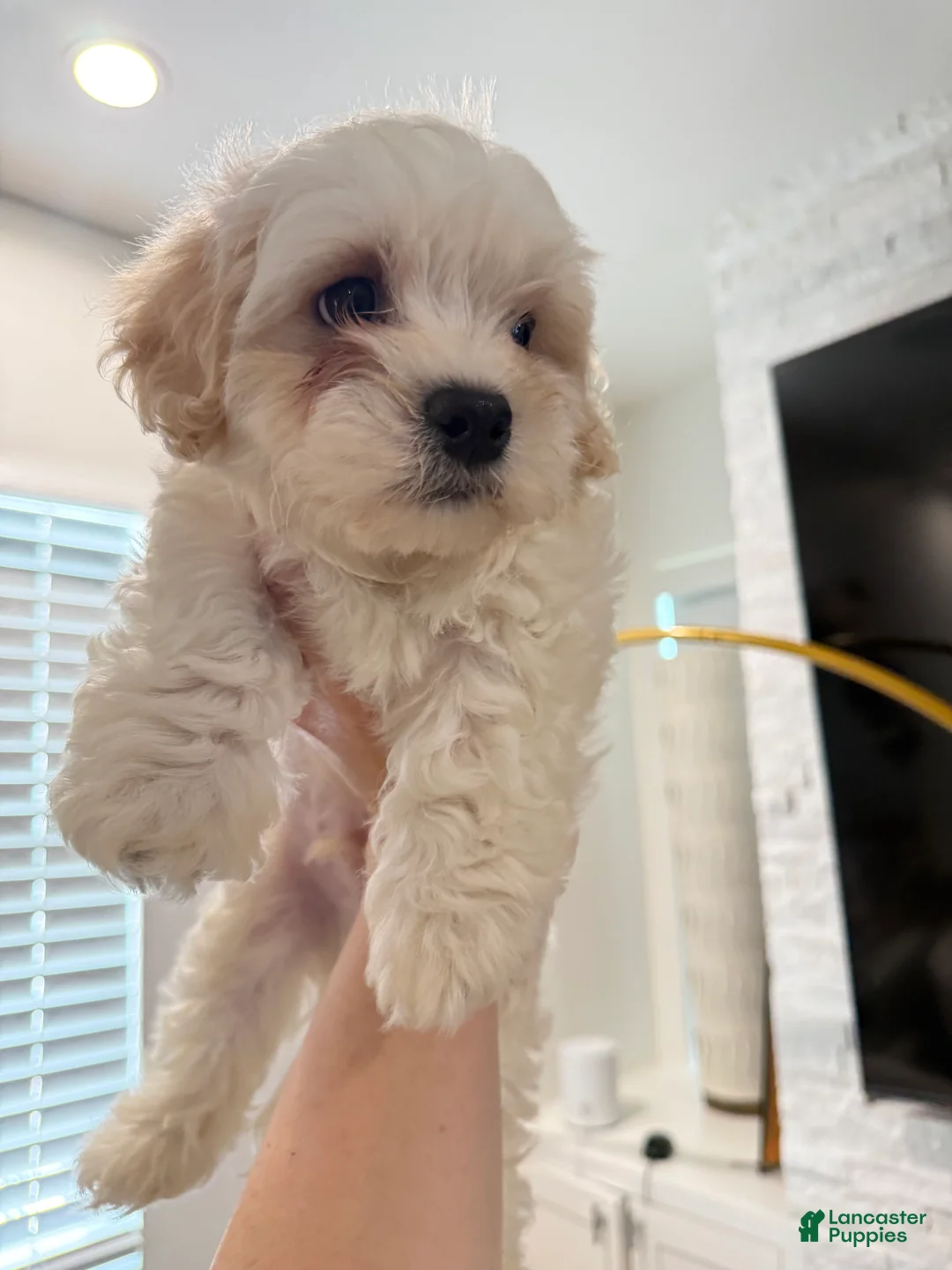 Maltipoo dogs for sale: Maltipoo Puppy 1 - Ad 7