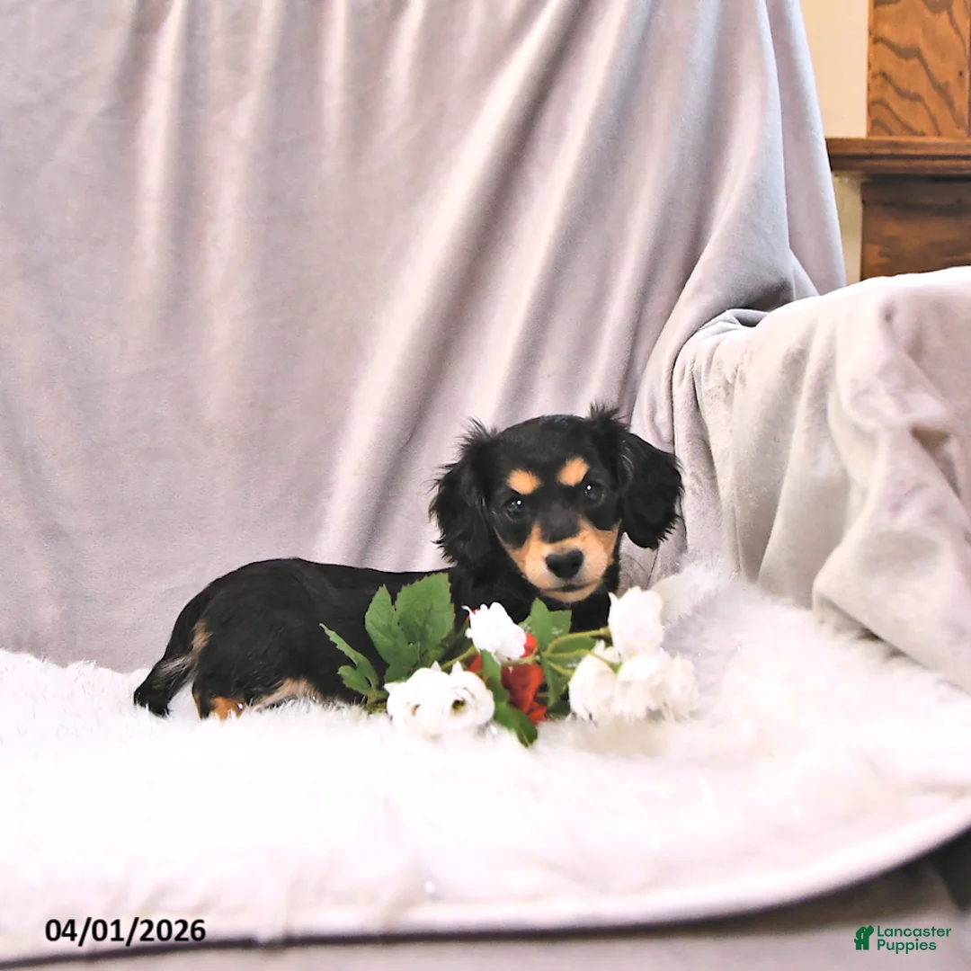 Miniature Dachshund dogs for sale: Kylo - Ad 1