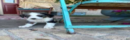 Mini Bernedoodle dogs for sale: Domino - Ad 5