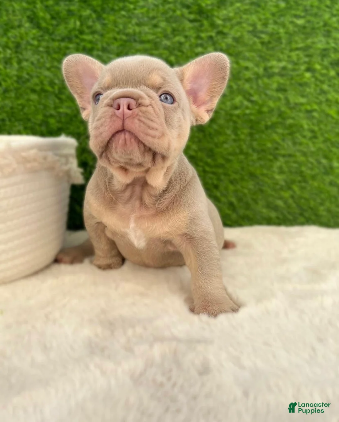 French Bulldog dogs for sale: French Bulldog Puppy 1 - Ad 1
