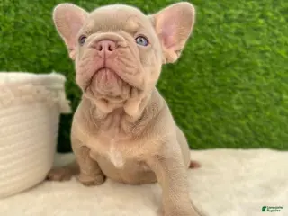 French Bulldog dogs French Bulldog Puppy 1 - Ad 36