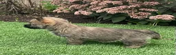 Cairn Terrier dogs for sale: Duke - Ad 6