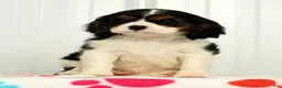 Cavalier King Charles Spaniel dogs for sale: Twixy - Ad 4