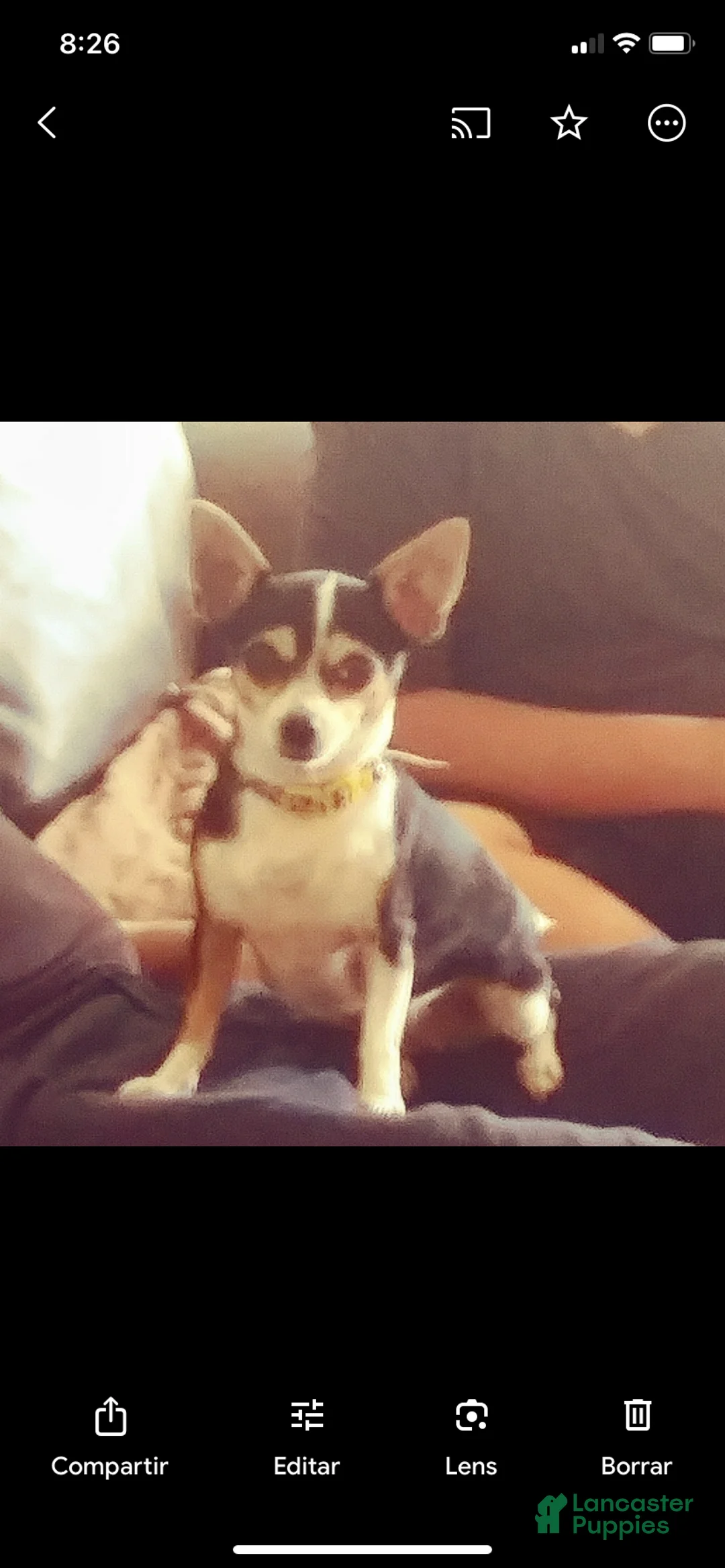 Chihuahua dogs for sale: Pinto - Ad 4