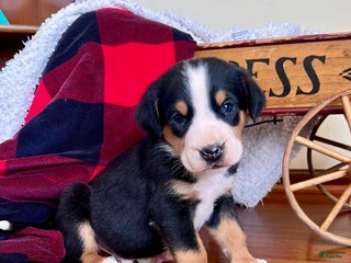 Greater Swiss Mountain Dog dogs Vader❤️🐾AKC Hip Cert 🐾Call 717-859-8731 - Ad 13