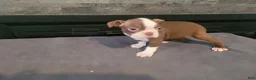 Boston Terrier dogs for sale: Lady.AKC  - Ad 4