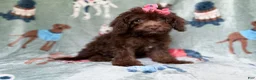 Cavapoo dogs for sale: Cocoa - Ad 3